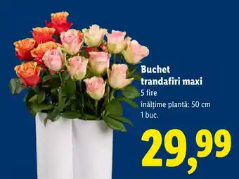 Lidl Buchet trandafiri maxi Ofertă