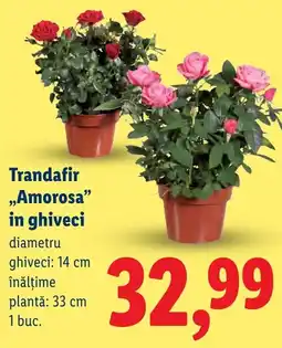 Lidl Trandafir Amorosa Ofertă