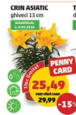 Penny Crin asiatic Ofertă