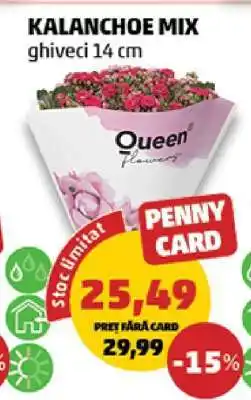 Penny Kalanchoe Mix Ofertă