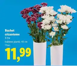 Lidl Buchet crizanteme Ofertă
