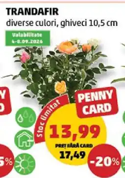 Penny TRANDAFIR Ofertă