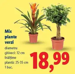 Lidl Mix plante verzi Ofertă