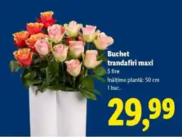 Lidl Buchet trandafiri maxi Ofertă