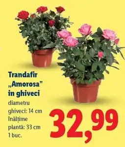 Lidl Trandafir „Amorosa” în ghiveci Ofertă
