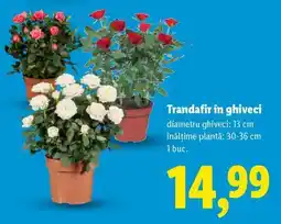 Lidl Trandafir în ghiveci Ofertă