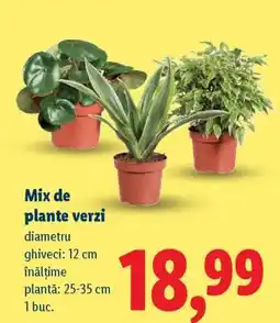 Lidl Mix de plante verzi Ofertă
