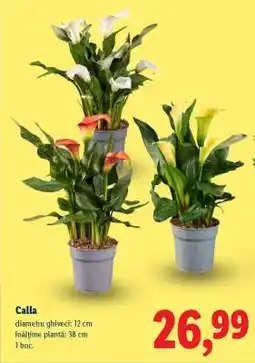 Lidl Calla Ofertă