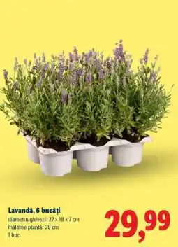 Lidl Lavandă, 6 bucăți Ofertă