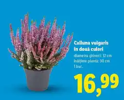 Lidl Calluna vulgaris în două culori Ofertă