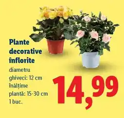 Lidl Plante decorative înflorite Ofertă