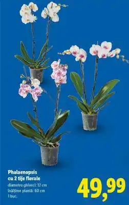 Lidl Phalaenopsis cu 2 tije florale Ofertă