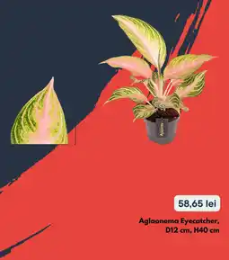 Brico Depôt Aglaonema Eyecatcher Ofertă