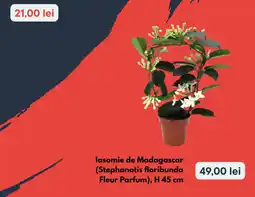 Brico Depôt Iasomie de Madagascar Ofertă
