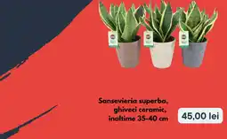 Brico Depôt Sansevieria superba Ofertă