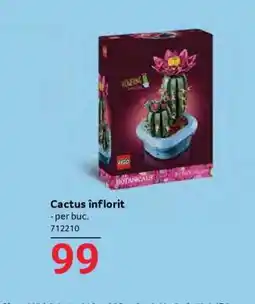 Selgros Cactus înflorit Ofertă