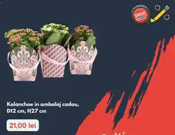 Brico Depôt Kalanchoe in ambalaj cadou Ofertă