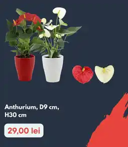 Brico Depôt Anthurium Ofertă