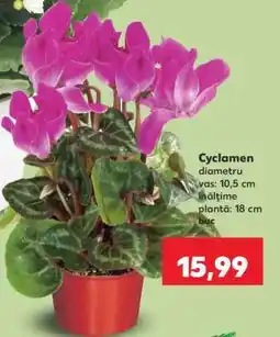 Kaufland Cyclamen Ofertă