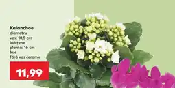 Kaufland Kalanchoe Ofertă
