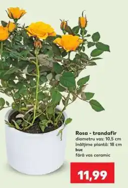 Kaufland Rosa - trandafir Ofertă