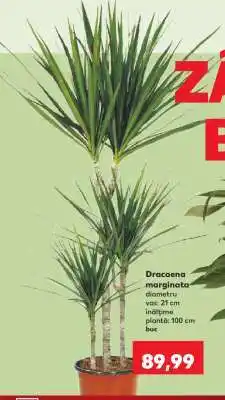 Kaufland Dracaena marginata Ofertă