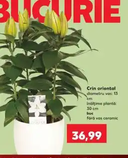 Kaufland Crin oriental Ofertă
