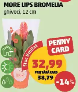 Penny More lips bromelia Ofertă