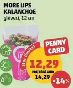 Penny More lips kalanchoe Ofertă