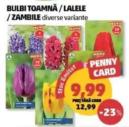 Penny Penny Card Bulbi toamnă / lalele / zambile diverse variante Ofertă