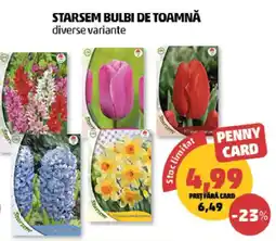 Penny Starsem bulbi de toamnă Ofertă