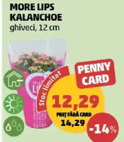 Penny MORE LIPS KALANCHOE Ofertă