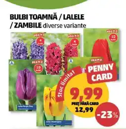Penny Bulbi Toamnă / Lalele / Zambile Ofertă