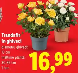 Lidl Trandafir în ghiveci Ofertă