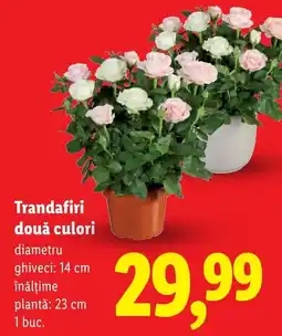 Lidl Trandafiri două culori Ofertă