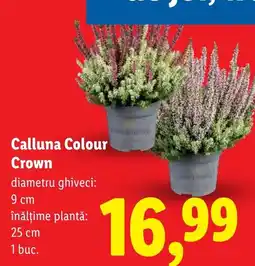 Lidl Calluna Colour Crown Ofertă