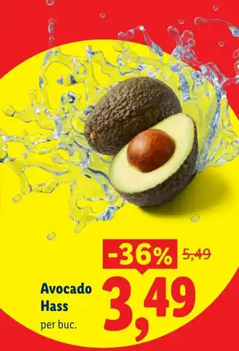 Avocado Hass