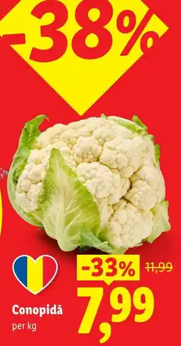 Lidl Conopidă Ofertă