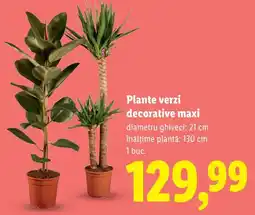 Lidl Plante verzi decorative maxi Ofertă
