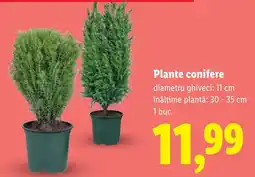 Lidl Plante conifere Ofertă
