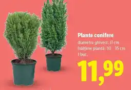 Lidl Plante conifere Ofertă