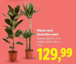 Lidl Plante verzi decorative maxi Ofertă