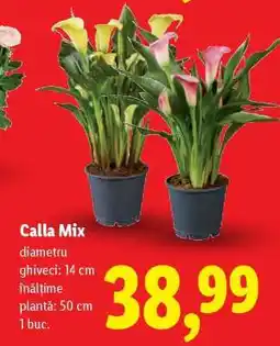 Lidl Calla Mix Ofertă
