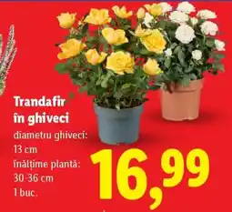 Lidl Trandafir în ghiveci Ofertă