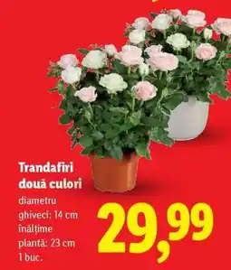 Lidl Trandafiri două culori Ofertă