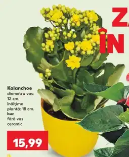Kaufland Kalanchoe Ofertă