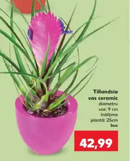 Kaufland Tillandsia vas ceramic Ofertă