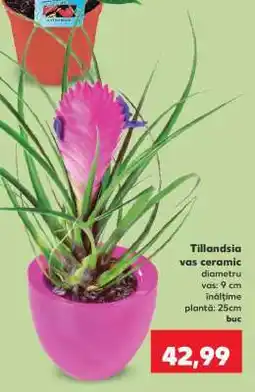 Kaufland Tillandsia vas ceramic Ofertă