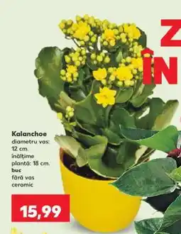 Kaufland Kalanchoe Ofertă