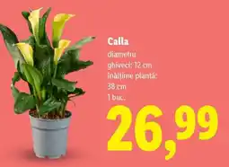Lidl Calla Ofertă